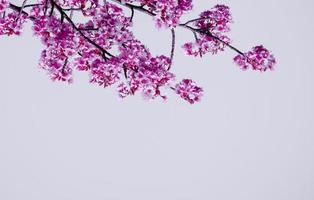 color pastel suave, hermosa flor de cerezo sakura floreciendo con desvanecimiento en flor de sakura rosa pastel, plena floración una temporada de primavera en Japón foto