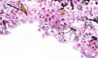 color pastel suave, hermosa flor de cerezo sakura floreciendo con desvanecimiento en flor de sakura rosa pastel, plena floración una temporada de primavera en Japón foto