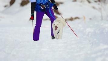 novosibirsk, Russisch federatie februari 23, 2018 - skijoring wedstrijden. de drie verst wedstrijd in huskyfeest festival gewijd naar honden van noordelijk rijden rassen, langzaam beweging. video