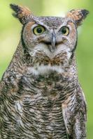 Details of the feather patterns of the Great Horned Owl. photo