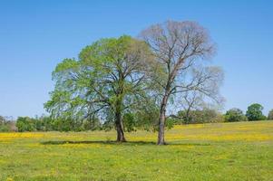 Yellow wildflowers grow in a springtime field under a blue sky. photo