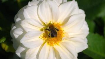 tienda de abejorros rocío de miel de flor de dalia blanca, cámara lenta video