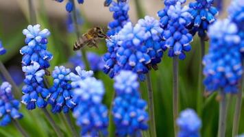 un abeja recoge néctar en un flor muscari, lento movimiento video