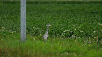 Grey heron, Ardea cinerea, standing in field of farmland near Shiphol Airport, Amsterdam Netherlands video