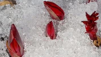 Time Lapse shot of melting snow unveiling peony sprout video