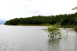 The tree growing in the lake or river with green mountain and white clouds background. Beauty of Nature, Plant and Life concept. photo