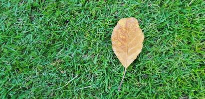 Yellow dry leaf putting on green grass field for background with copy space. Object and Natural wallpaper. photo