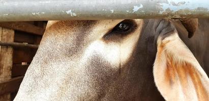 Close up cow's eye with tear. Animal crying, Sad, feeling lonely, Fearless, Looking and Wild life concept photo