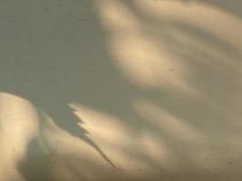 Leaves shadow background on concrete wall texture, leaves tree branches shade photo