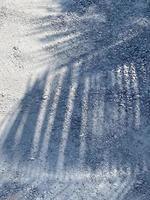 Palm leaves shadow background on road photo