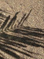 Leaves shadow background on concrete wall texture, leaves tree branches shade with sunlight photo