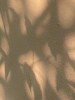 Leaves shadow background on concrete wall texture, leaves tree branches shade with sunlight photo