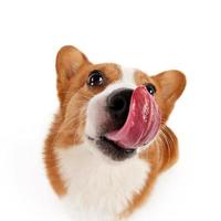 dog with white background photo