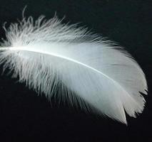 white feather with black background photo