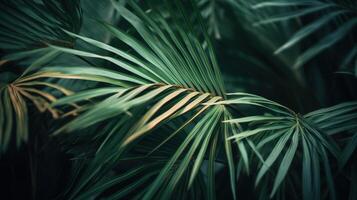 Palms in Detail, A Close-up of Lush Green Foliage. photo
