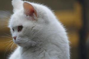 Cute Persian Pure White Cat is Posing in the Home Garden photo