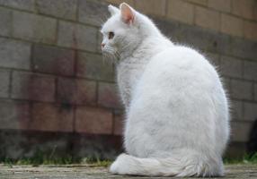 Cute Persian Pure White Cat is Posing in the Home Garden photo