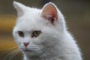 Cute Persian Pure White Cat is Posing in the Home Garden photo