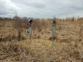 bird houses with squirrel bafflers and brown grasses photo