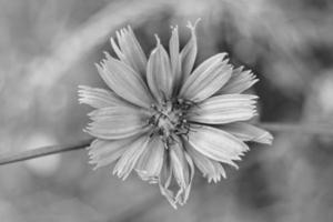 Beauty wild growing flower chicory ordinary on background meadow photo