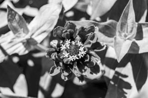 hermosa flor silvestre creciente zinnia elegans en pradera de fondo foto