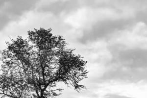 fotografía sobre el tema grande y hermoso árbol de abedul de otoño en el cielo brillante de fondo foto