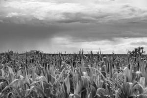 Photography on theme big corn farm field for organic harvest photo