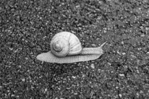 Caracol de jardín grande con concha arrastrándose por la carretera mojada date prisa en casa foto