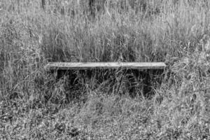 Photography on theme old wooden bench overgrown with grass photo