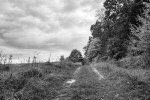 fotografía sobre el tema hermoso sendero en el bosque de follaje salvaje foto