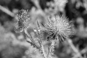 Beautiful growing flower root burdock thistle on background meadow photo