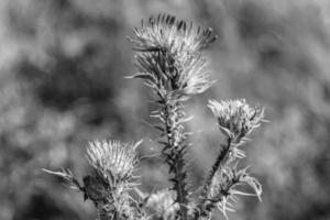 Hermosa flor creciente cardo de raíz de bardana en pradera de fondo foto