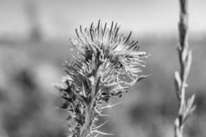 Hermosa flor creciente cardo de raíz de bardana en pradera de fondo foto