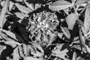 fina flor de caléndula de caléndula de crecimiento silvestre en la pradera de fondo foto