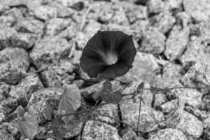 fotografía en tema hermosa salvaje creciente flor petunia en antecedentes prado foto