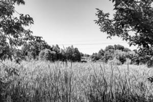 Beautiful horizon scenery in village meadow on color natural background photo