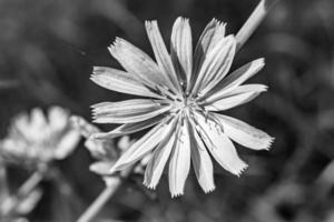 Beauty wild growing flower chicory ordinary on background meadow photo