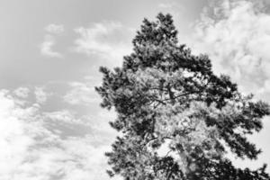 fotografía sobre el tema grande y hermoso árbol de abeto de otoño en el cielo brillante de fondo foto