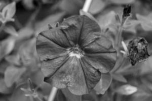 Photography on theme beautiful wild growing flower petunia on background meadow photo