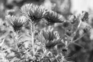 fotografía sobre el tema hermosa flor silvestre creciente lampranthus foto