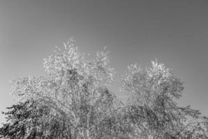 Photography on theme large beautiful autumn birch tree on background bright sky photo
