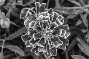 fina flor de caléndula de caléndula de crecimiento silvestre en la pradera de fondo foto