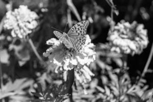 hermosa flor mariposa monarca en pradera de fondo foto