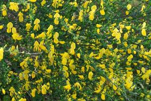 Yellow flowers of cytisus scrub photo