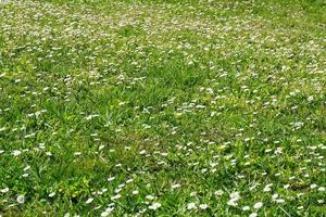 campo con verde césped y pequeño blanco margaritas foto