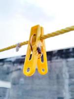 Flies hanging on a clothespin on a string. Blurred and bokeh background photo