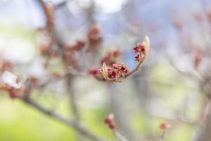 zaubernuss hamamelis baum foto