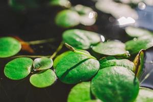 Lotus pond aquarium fish pond plants flowers photo