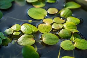 Lotus pond aquarium fish pond plants flowers photo