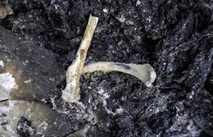 Burned human bones photo